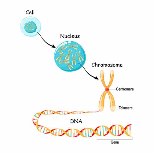 dna